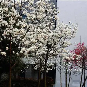 柿子树种植基地-阳泉柿子树-山西雅仕阁
