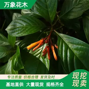 ����ľ��Ӧϣ���� ��Ӧ��ǿ�����ٶȿ� ԰����ֲ���Թ���