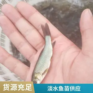 内蒙古兴安盟本地草鱼苗鲤鱼鱼苗养殖场批量优惠