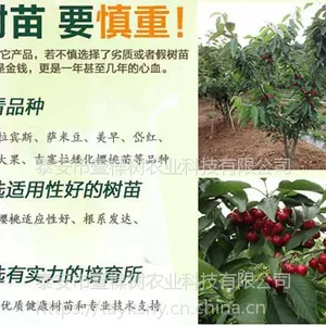 壹棵树俄罗斯8号车厘子种苗种植基地