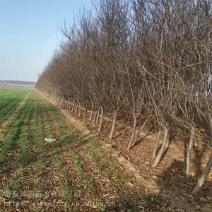 25������Ҷ�� ˧��������� ��Ҷ�����糧������ 2020�´�����