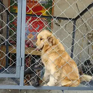 养狗笼铁丝围栏 镀锌 可用于养殖圈牛猪粗丝焊接牢固