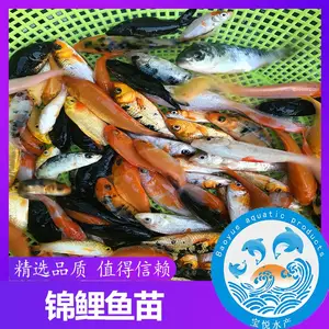 2020锦鲤鱼苗 观赏锦鲤鱼苗 哪里有锦鲤鱼苗批发