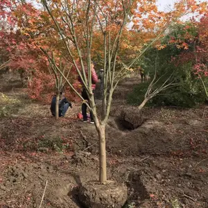 СҶ��צ�ʻ��� Դͷ���� ԰�ֹ����̻���צ��