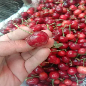 һվ���� ˧������ ����ӣ���� ��ľ��ɢ�� ����ӣ����
