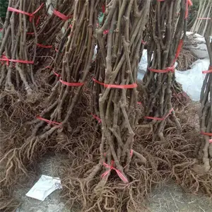 ⨺���Ʒ�� ���� ���� ���� ���ֵ� ���� ���� �� ���� �ƽ��⨺�����