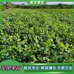 ̨ũ13��ѩ���棨���죩��ѩ��ƻ���棨���죩����