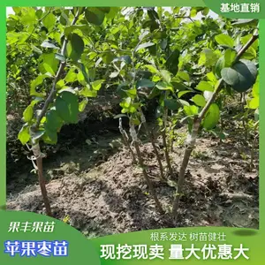 ̨ũ13��ѩ���棨���죩��ѩ��ƻ���棨���죩����