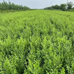 山东莒县榆树苗基地批发5公分榆树苗批发