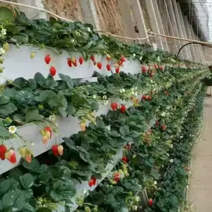 花卉温室建造的关键因素 连栋大棚温室大棚 连栋温室大棚建设