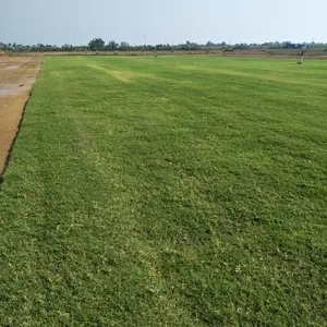 供应混播草坪 百亩草坪基地 春季供应混播草坪基地