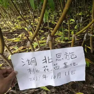 �����һ����� ������ר�����ڿ������͵� 3Ԫһ�� 1�׸�