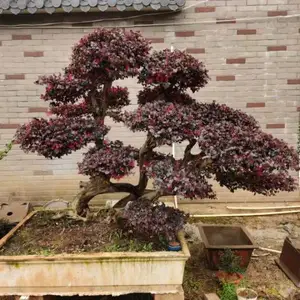 新北区别墅盆景施工改建价格 真诚推荐 宜兴市龙崎园林绿化工程供应