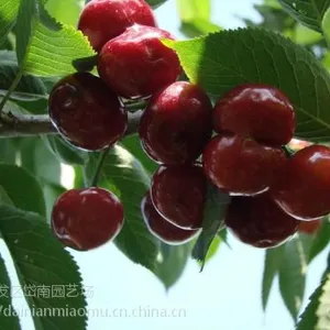 拉宾斯樱桃苗哪里有 拉宾斯樱桃苗多少钱一株 拉宾斯樱桃苗种植基地