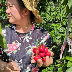 早熟樱桃苗的价格 早大果樱桃苗多少钱一颗 自产自销1-5公分樱桃树苗