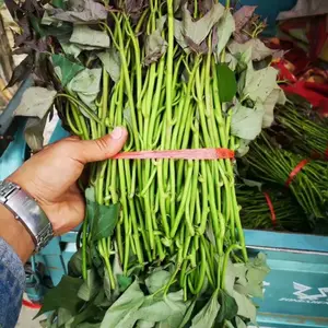 红薯苗基地,红薯苗批发,红薯苗零售