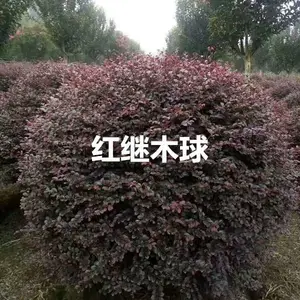 成都红花继木球1米2米报价格低便宜农户直销