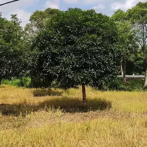 高杆桂花树 庭院别墅景观 观赏丹桂桂花树大树批发