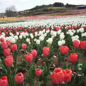 连云港青州草花基地厂家直销,青州草花批发