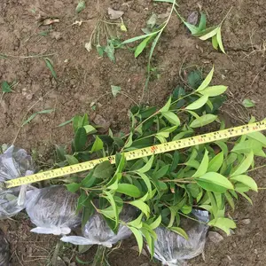 �ļ��� �����ϲ������̵��̻��õ�Ǥ��С��***�� �ͼ�����