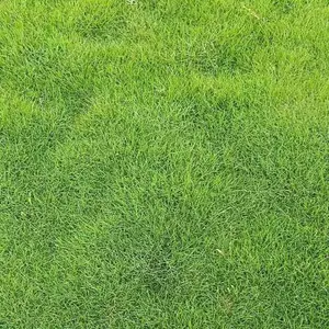 大量出售混播草皮基地 西安贵州混播草坪种植基地
