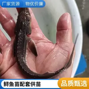 山东菏泽本地鲈鱼苗鲟鱼鱼苗养殖场 多年育苗经验 苗种健壮活力好