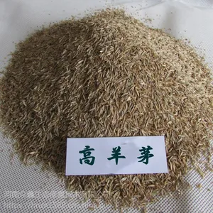 �����人��ƺ���ӱ��»������Ӹ���é