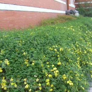 【云南黄馨批发 云南黄馨价格】--青州丽都