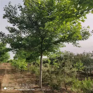 ������� ���������̼� ָ������ ������ȫ 7�����������