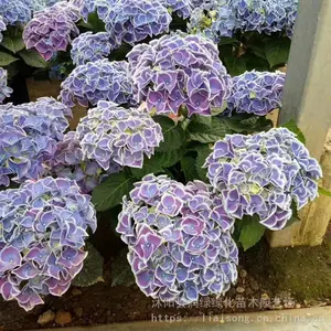 ���� ���ɻ� �������� ϲ��ůʪ������ ���Թ��ͻ���