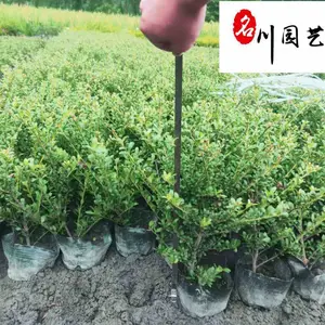 ���ع�Ӧ��׶��� ԰�ֹ���С���̻���ľ �ļ����� �Ĵ���׶������