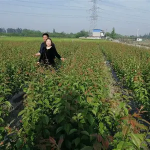 脆红李树苗_脆红李树苗基地_脆红李树苗修剪作用