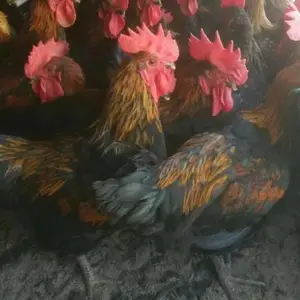 新疆芦花鸡苗芦花鸡苗批发 昌吉芦花鸡苗价格 喀什快大黑鸡苗 肉鸡苗