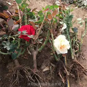 浓香型大花月季 有地栽苗盆栽苗 庭院别墅观赏花卉 园林绿化花篱