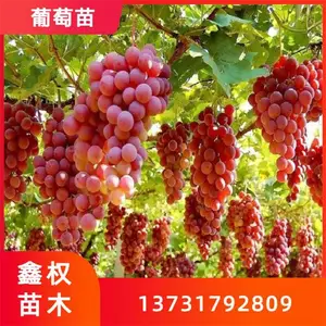 金手指葡萄苗品种介绍 当年结果 品种正宗 嫁接或者扦插苗