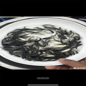 ԭ�����п�5������ˮ���� �ʻ�ˮ�� ȫ������ ����Ʒ��