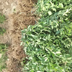 СҶ������С�� �߶�10-20���ַ����� ��ϵ���� �ر�ֲ��