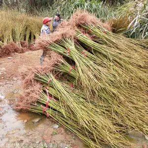 昊天林业檫木苗木供应 产地1-2年檫树苗供应优势