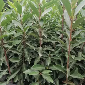 �Ĵ���ľ���س��۷����������� ��1.5�� 18�� 16������