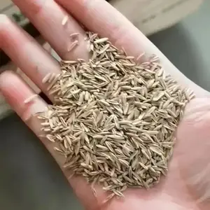 鼠茅草批发基地草坪种子 护坡草种果园专用草生态绿肥抑制杂草