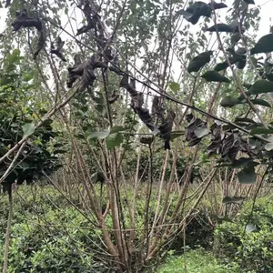 成都低分枝红梅,8公分,价格80