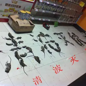 黄石灭鼠杀虫公司