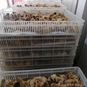 笨鸡苗-原种场供应安徽淮南王快羽型青脚土鸡种苗