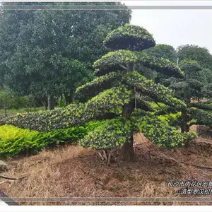 临水造型罗汉松-湖南长飘整形罗汉松腾地清圃找宏景轩