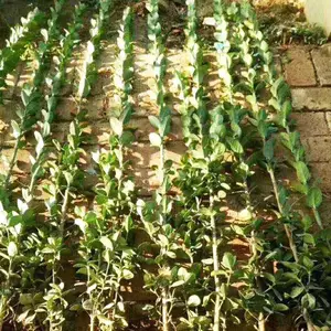 ������ ���ല�� ��Ҷ�����ļ������ͺ�ֲ���ϱ�����Ҷ������