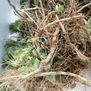 大叶艾灸专用艾草种植品种 艾草根 艾苗 艾草种子