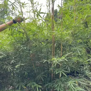 2米高小琴丝竹绿篱基地 琴丝竹批发 琴丝竹地笼子苗 琴丝竹杯苗