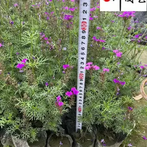 ��Ůӣ���Ի���ֱ�� �ɶ�ʱ��ݻ�����רӪ ������̳�ر��̻�����