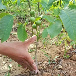 ����������9cm��������������