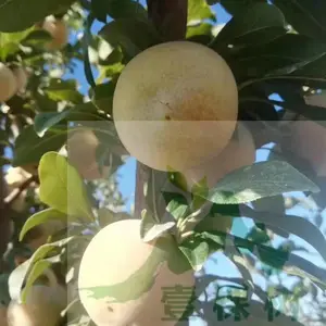 ���ţ����������Ʒ�� �����������繩����